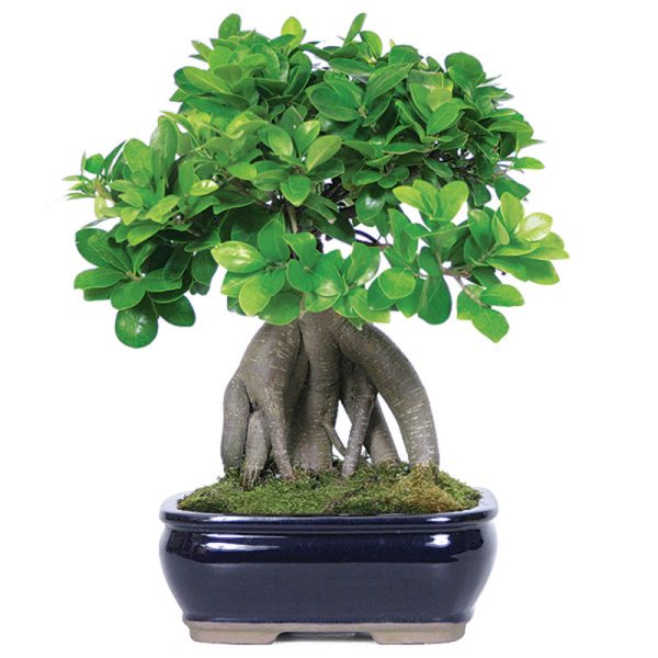 Bonsai 003