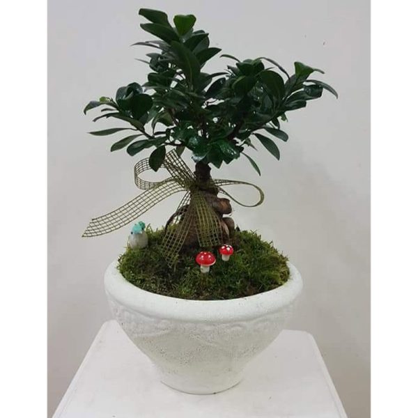 Bonsai 004