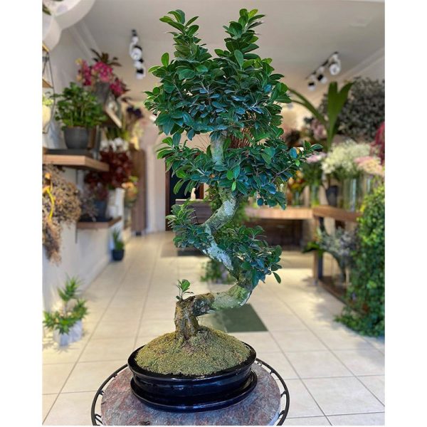 Bonsai 015