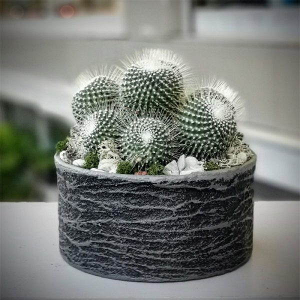 Teraryum 011